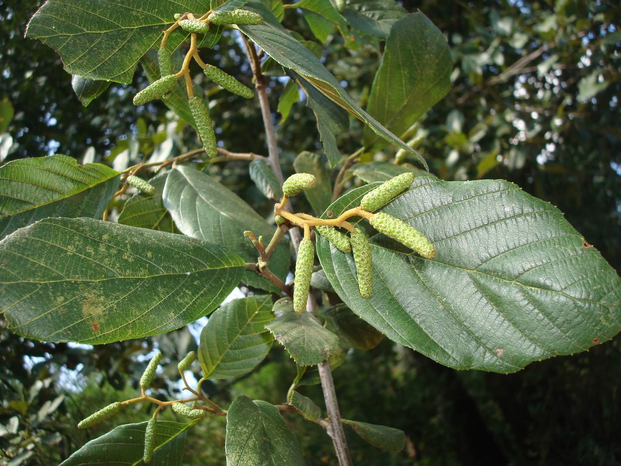 Alnus jorullensis